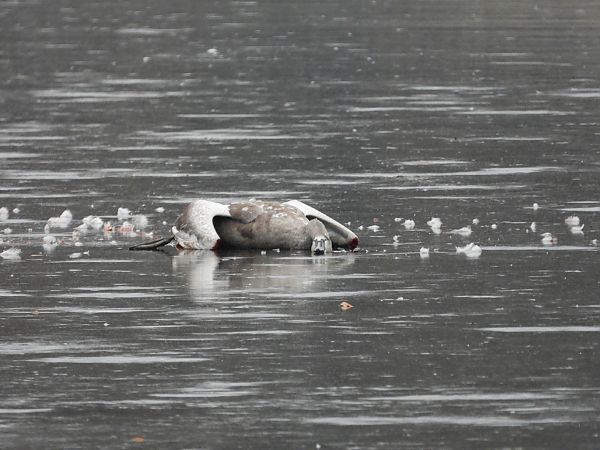 Cygne tuberculé  - Jarosław Słowikowski