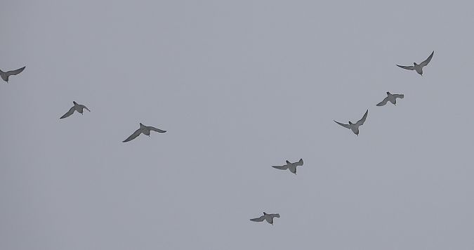 siewka złota  - Jarosław Słowikowski