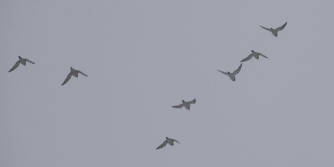 Pluvier doré  - Jarosław Słowikowski