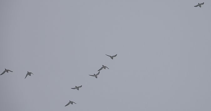 Pluvier doré  - Jarosław Słowikowski