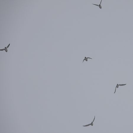 Pluvier doré  - Jarosław Słowikowski