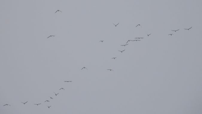 siewka złota  - Jarosław Słowikowski