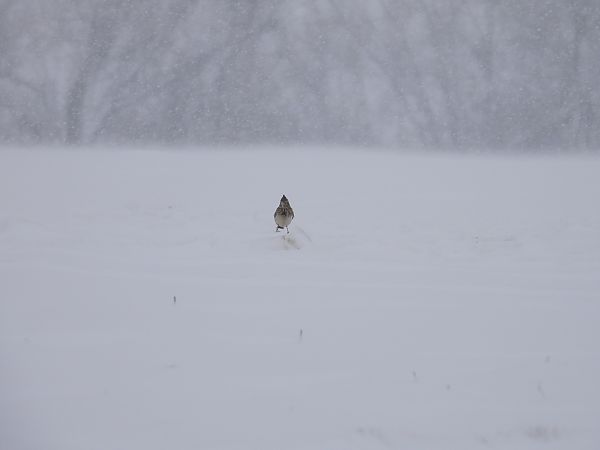 dzierlatka  - Jarosław Słowikowski