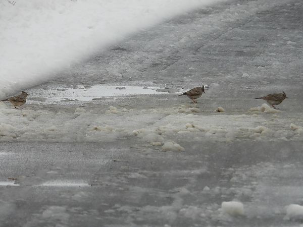 Cochevis huppé  - Jarosław Słowikowski