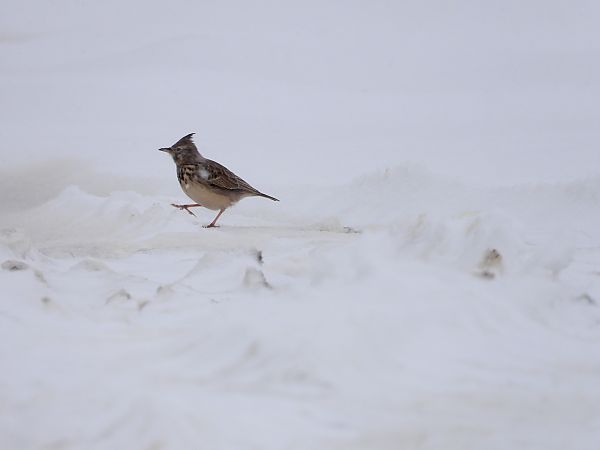 Cochevis huppé  - Jarosław Słowikowski