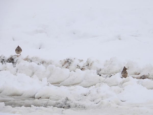 Cochevis huppé  - Jarosław Słowikowski