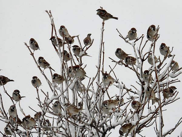 Moineau friquet  - Jarosław Słowikowski