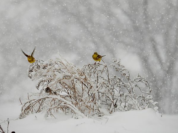 Bruant jaune  - Jarosław Słowikowski