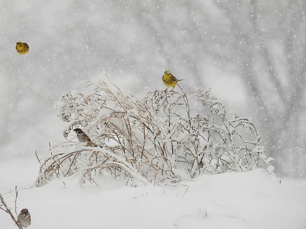 trznadel  - Jarosław Słowikowski