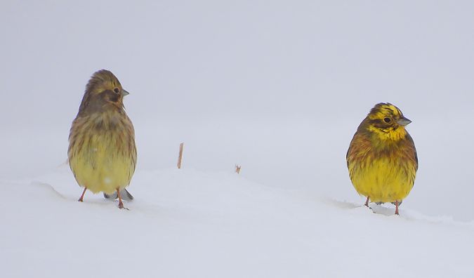 Bruant jaune  - Jarosław Słowikowski