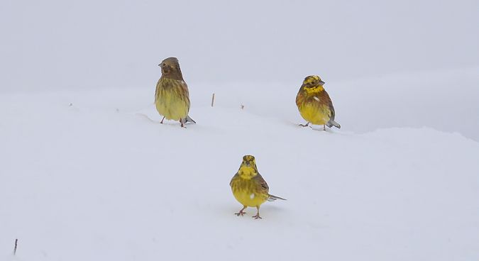 Bruant jaune  - Jarosław Słowikowski