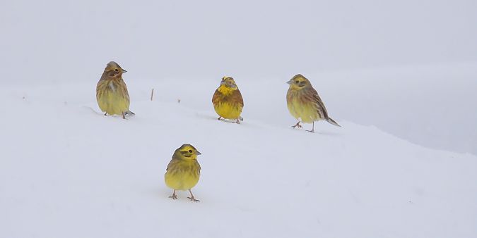 Bruant jaune  - Jarosław Słowikowski
