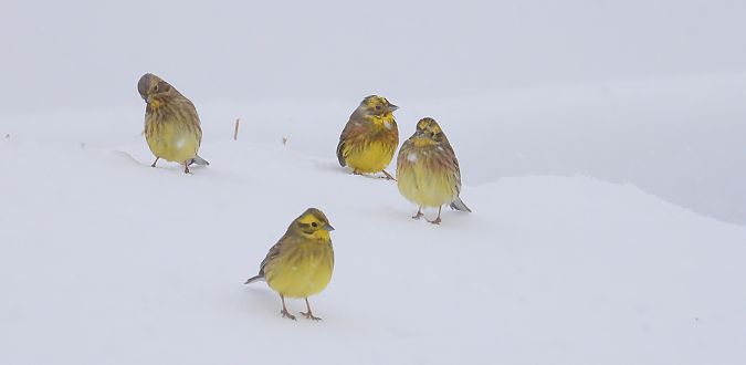 Bruant jaune  - Jarosław Słowikowski