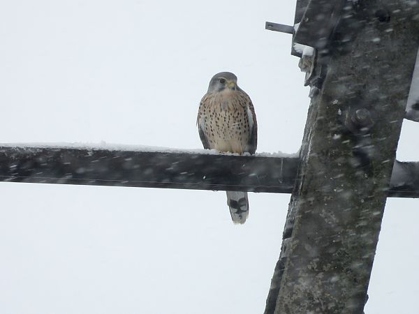 Common Kestrel  - Jarosław Słowikowski