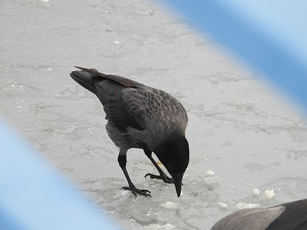 czarnowron x wrona siwa  - Jarosław Słowikowski