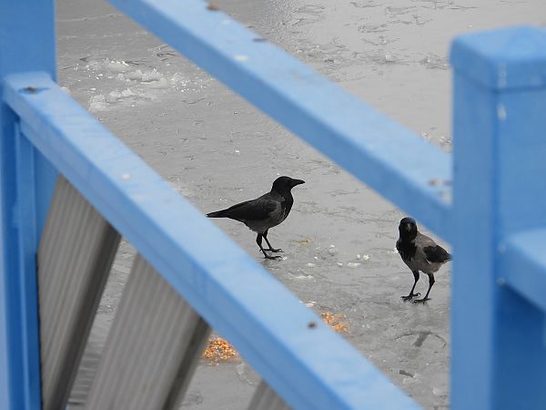 czarnowron x wrona siwa  - Jarosław Słowikowski