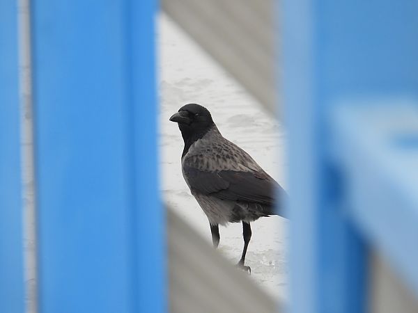 czarnowron x wrona siwa  - Jarosław Słowikowski