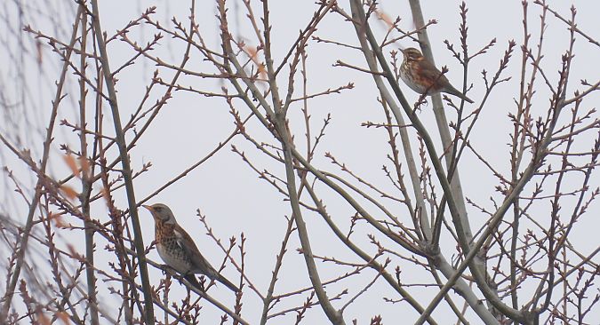 Rotdrossel  - Jarosław Słowikowski