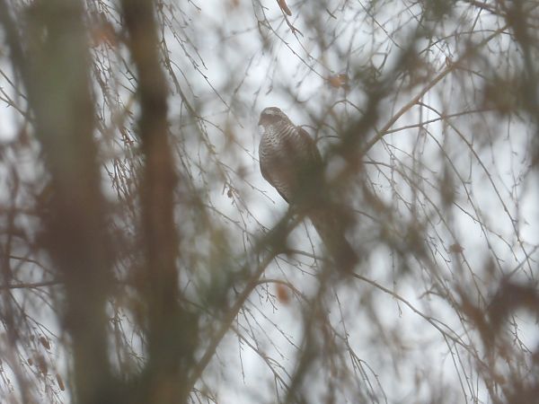 Sperber  - Jarosław Słowikowski