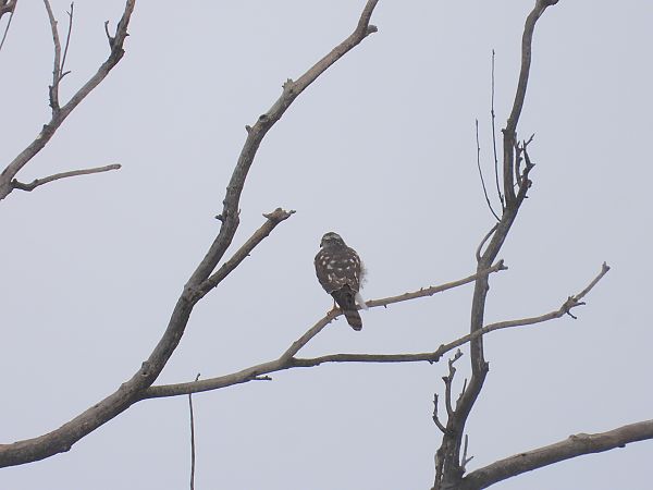 krogulec  - Jarosław Słowikowski