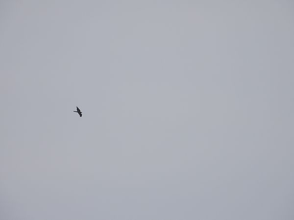 jastrząb  - Jarosław Słowikowski