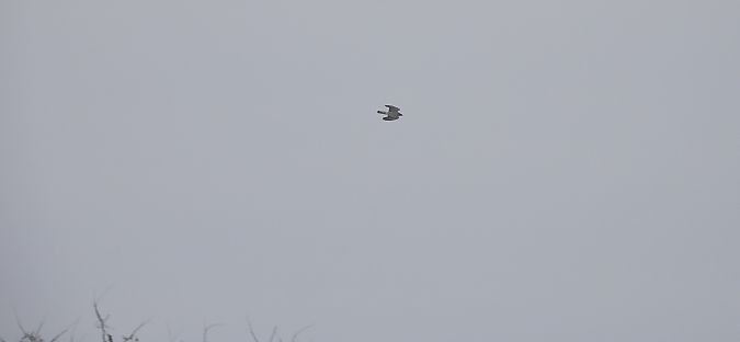 Autour des palombes  - Jarosław Słowikowski