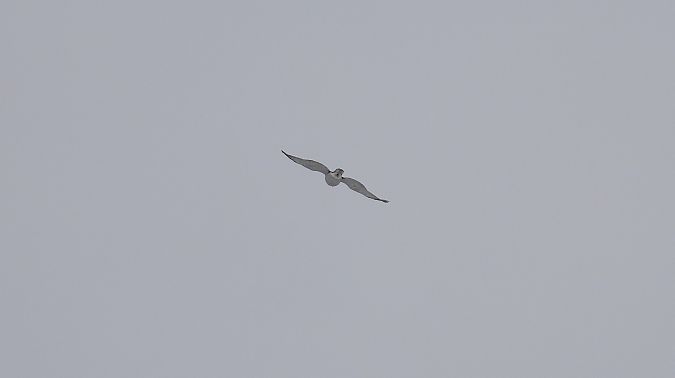 jastrząb  - Jarosław Słowikowski