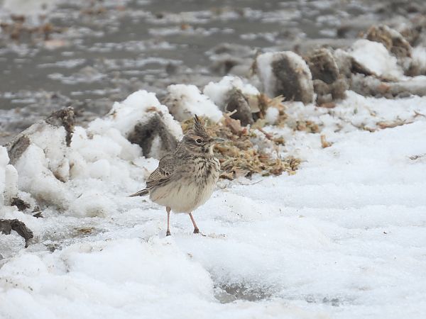 Cochevis huppé  - Jarosław Słowikowski