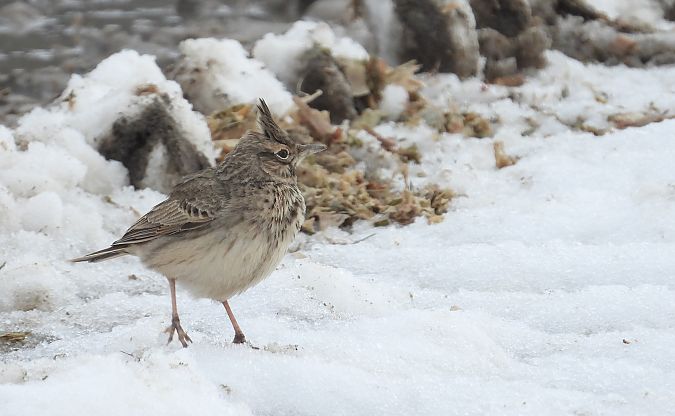 Cochevis huppé  - Jarosław Słowikowski