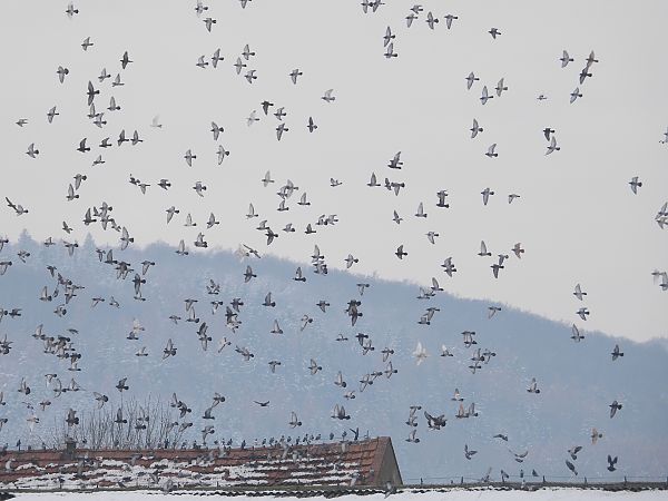 Strassentaube  - Jarosław Słowikowski