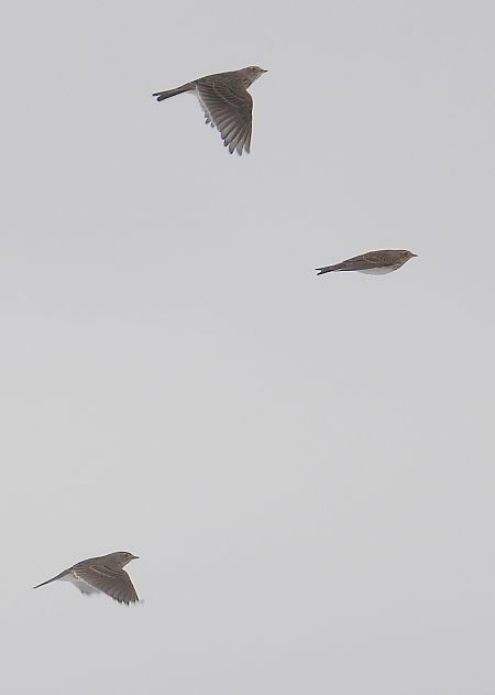 skowronek  - Jarosław Słowikowski