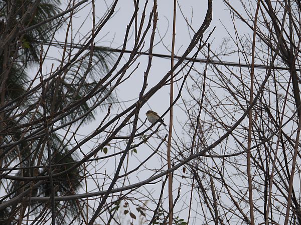 pierwiosnek  - Jarosław Słowikowski