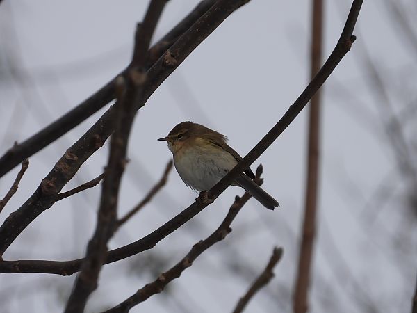 Pouillot véloce  - Jarosław Słowikowski