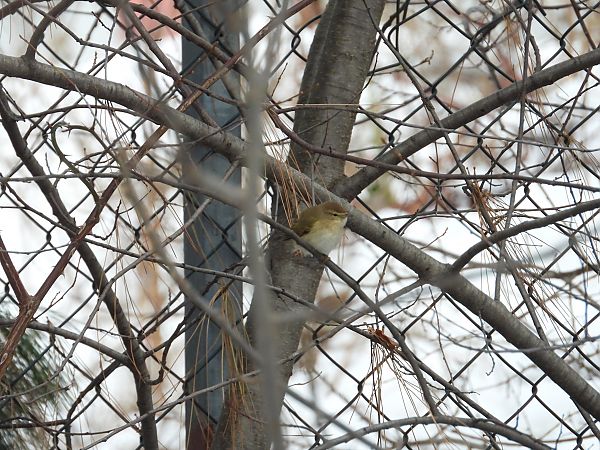 pierwiosnek  - Jarosław Słowikowski