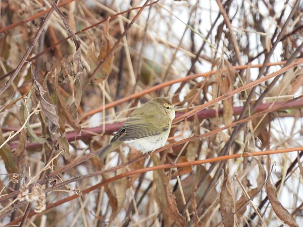 Pouillot véloce  - Jarosław Słowikowski