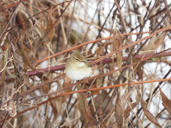 Pouillot véloce  - Jarosław Słowikowski