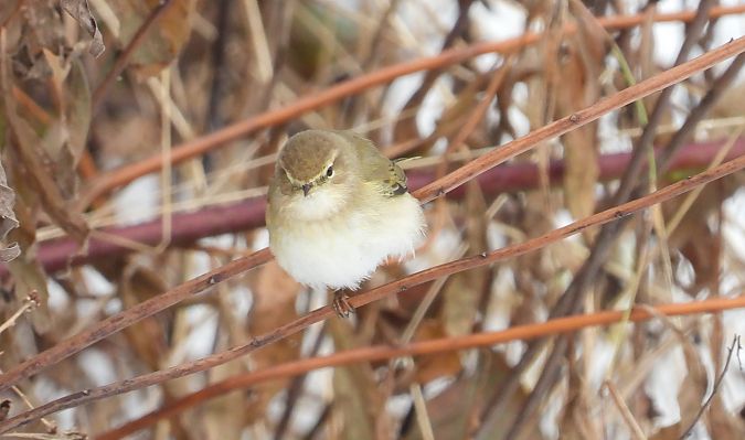Pouillot véloce  - Jarosław Słowikowski