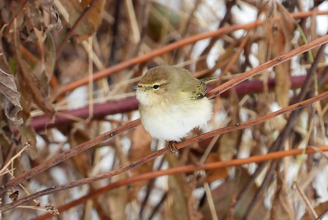 Pouillot véloce  - Jarosław Słowikowski