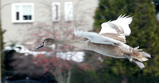Mute Swan  - Jarosław Słowikowski