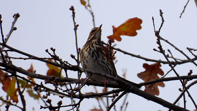 Redwing  - Jarosław Słowikowski
