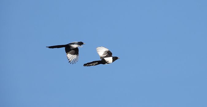 Eurasian Magpie  - Jarosław Słowikowski