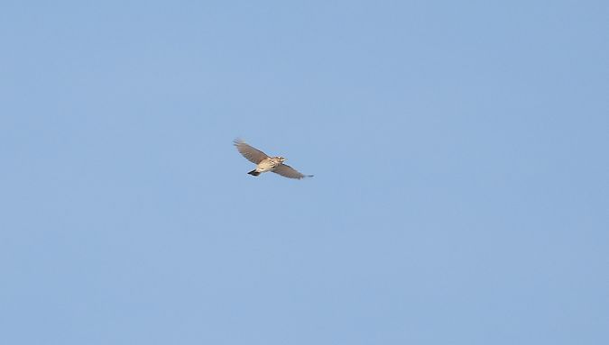 Haubenlerche  - Jarosław Słowikowski