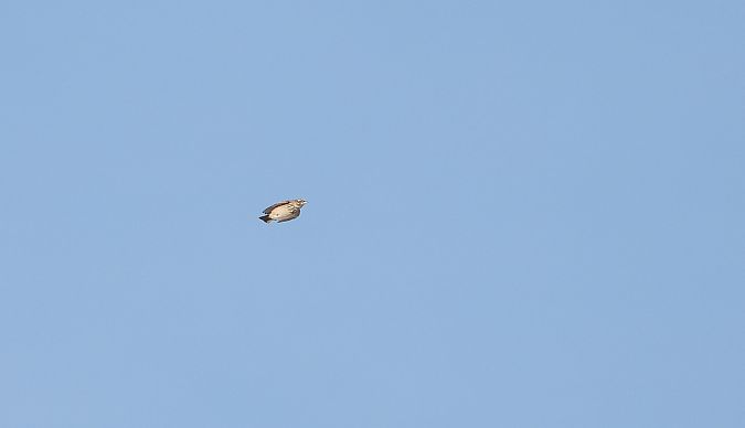 Cochevis huppé  - Jarosław Słowikowski