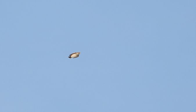 Haubenlerche  - Jarosław Słowikowski