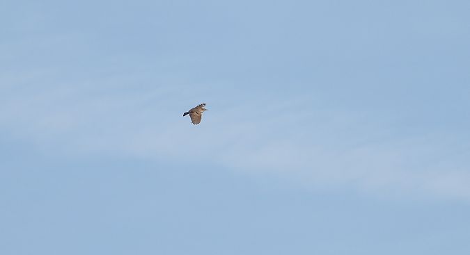 Cochevis huppé  - Jarosław Słowikowski