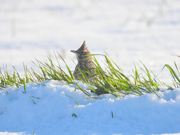 Cochevis huppé  - Jarosław Słowikowski