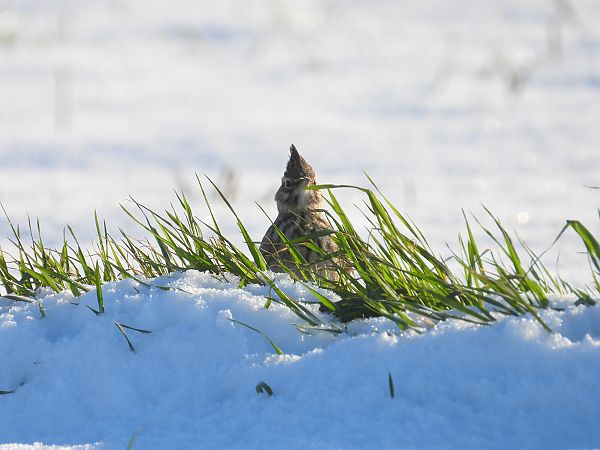 Cochevis huppé  - Jarosław Słowikowski