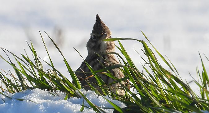 Haubenlerche  - Jarosław Słowikowski