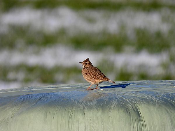 Cochevis huppé  - Jarosław Słowikowski