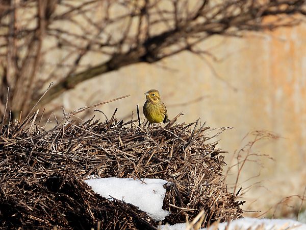 trznadel  - Jarosław Słowikowski